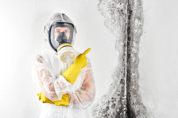 Best Environmental Consulting for Mold Prevention  in USA